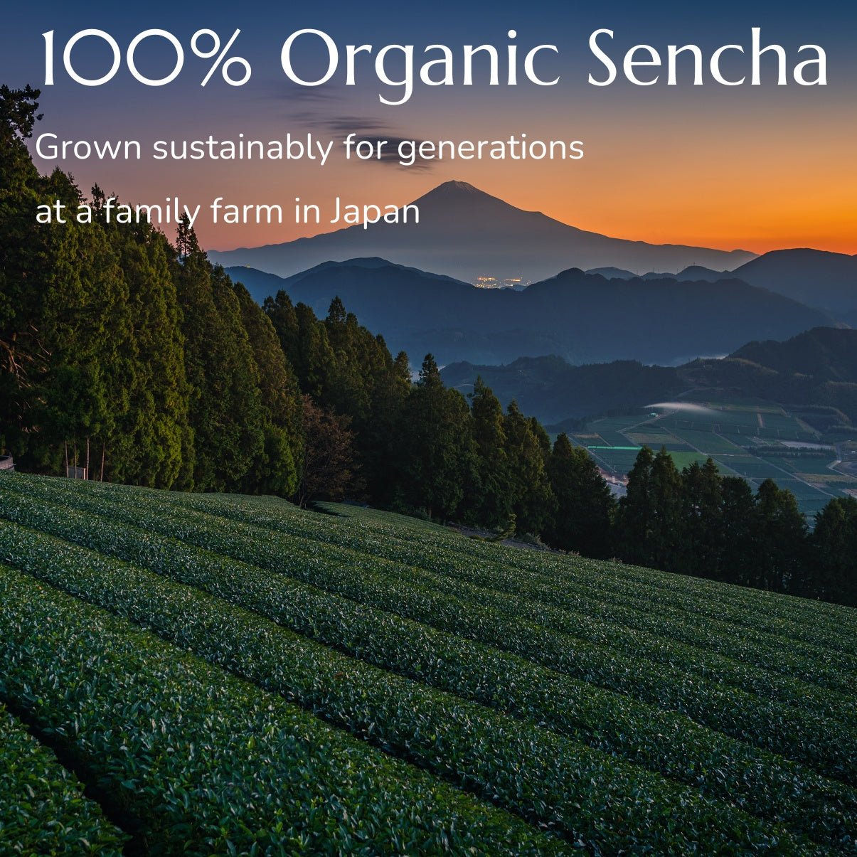 Anna's Teapot Organic Sencha Tea Bags - Premium Japanese Green Tea - Organic Sencha Green Tea Bags Individually Wrapped for Easy Preparation